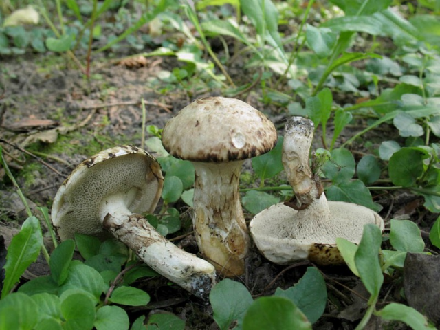 Мицелий Масленка серого / Масленок синеющий (Suillus aeruginascens)